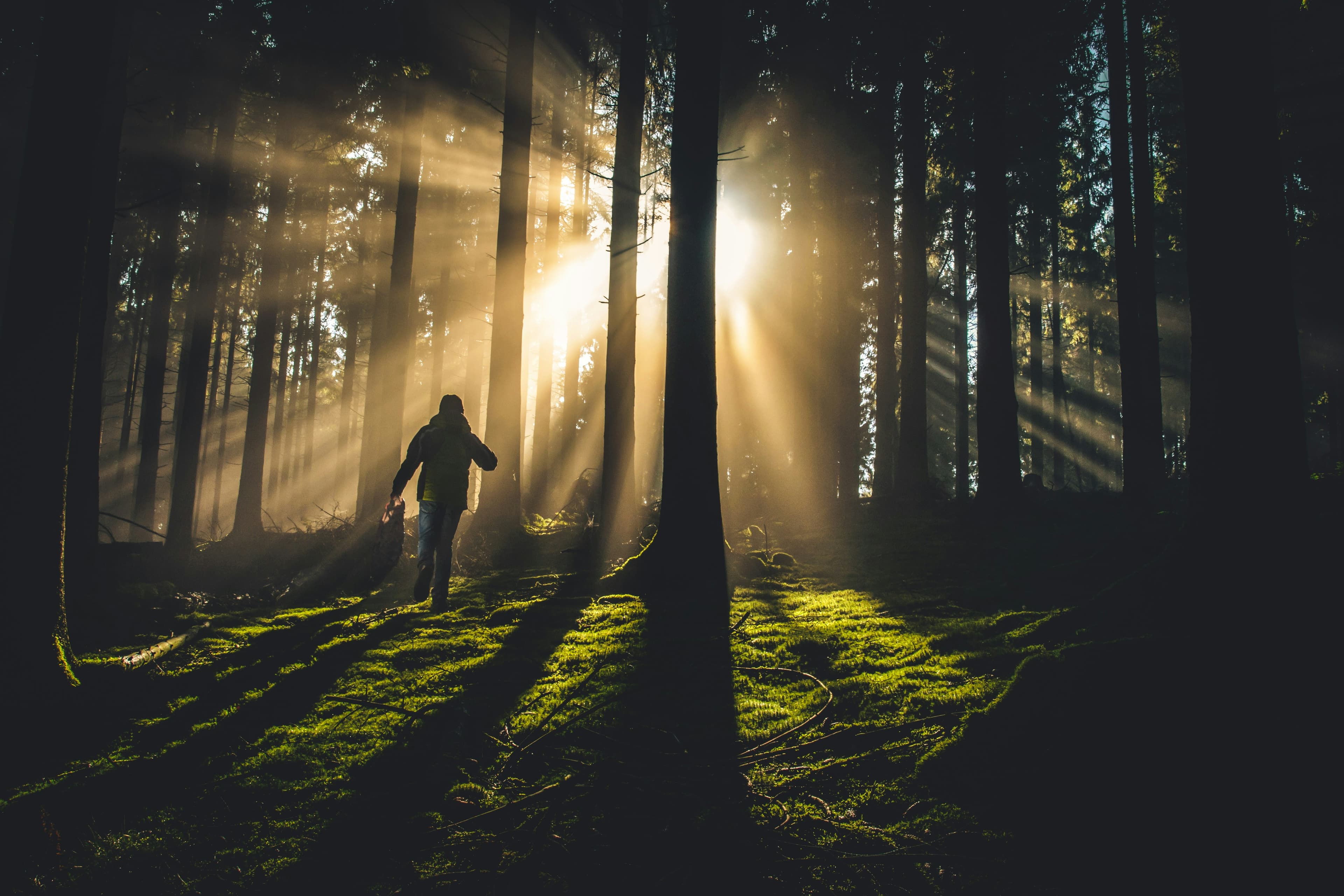 Person walking into light in a forest—journey, clarity, growth